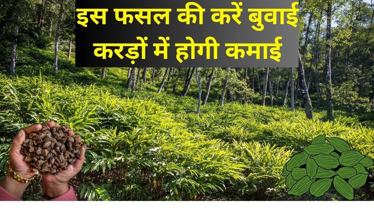 पैसों से लबालब भर जाएगी तिजोरी, इस फसल की करें बुवाई करड़ों में होगी कमाई मार्केट है खूब डिमाडं बिकती है 3 हजार रूपए किलो, जाने नाम