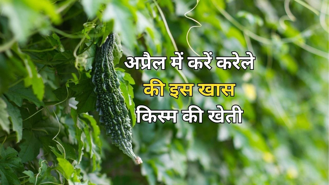 अप्रैल में करें करेले की इस खास किस्म की खेती, 66 दिन में होगी तैयार देगी छप्परफाड़ पैदावार के साथ तगड़ी कमाई, जाने नाम