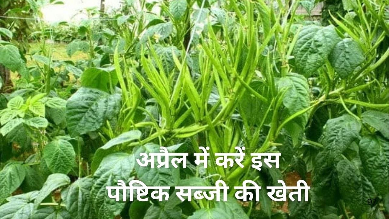 अप्रैल में करें इस पौष्टिक सब्जी की खेती, 80 दिनों में शुरू होगी मोटी कमाई एकड़ में खेती से आएंगे 3 लाख रूपए, जाने बसंत ऋतू में बुवाई का तरीका