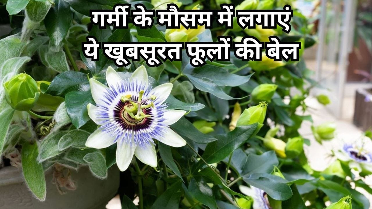 Gardening Tips: गर्मी के मौसम में लगाएं ये खूबसूरत फूलों की बेल, बगीचे में रहेगी ठंडक और फूलों की खुशबू से महक जाएगा पूरा घर, जाने नाम