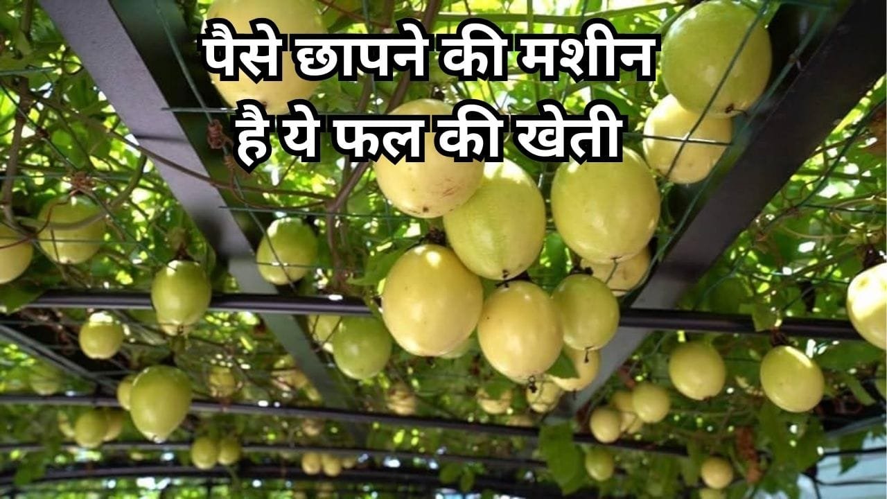 किसानों के लिए पैसे छापने की मशीन है ये फल की खेती, मार्केट में बिकता है 290 रूपए किलो खेती से बन जाएंगे धन्ना सेठ, जाने नाम