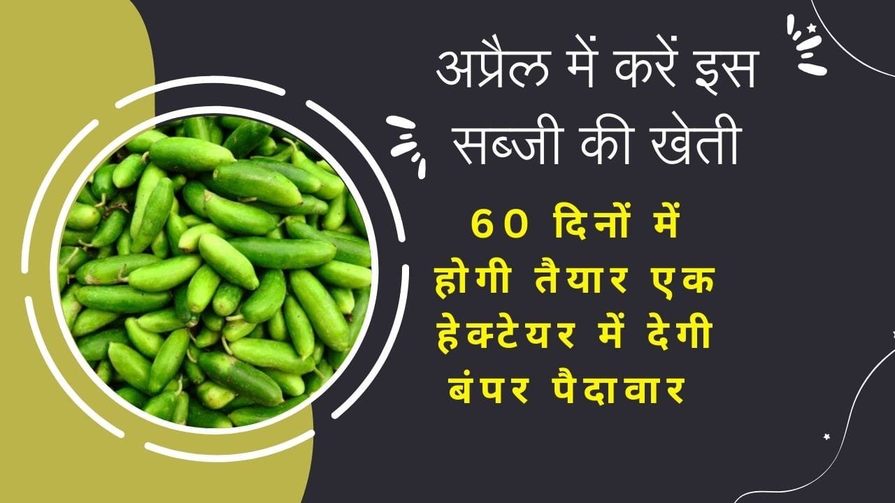 अप्रैल में करें इस सब्जी की खेती, 60 दिनों में होगी तैयार एक हेक्टेयर में देगी बंपर पैदावार खेती से धनवान होंगे किसान, जाने नाम