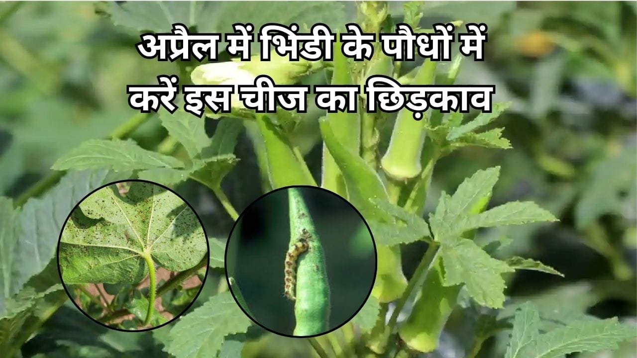 Agriculture Tips: अप्रैल में भिंडी के पौधों में करें इस चीज का छिड़काव, कीट रोग का आतंक होगा खत्म पैदावार में होगी बेशुमार वृद्धि, जाने नाम