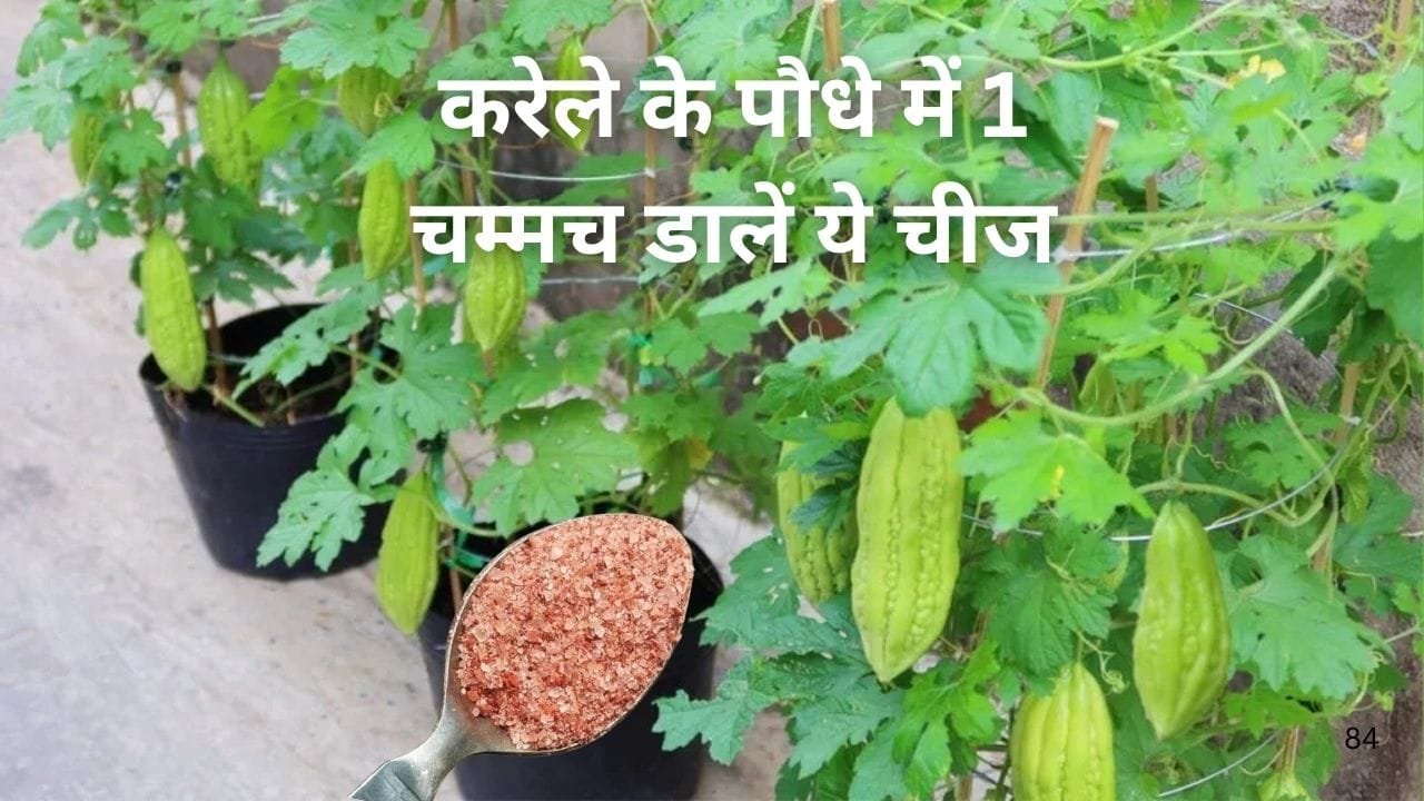 Gardening tips: करेले के पौधे में 1 चम्मच डालें ये चीज, फूल झड़ने की समस्या से मिलेगा छुटकारा सैकड़ों करेलों से लद जाएगी छोटी-सी बेल, जाने नाम