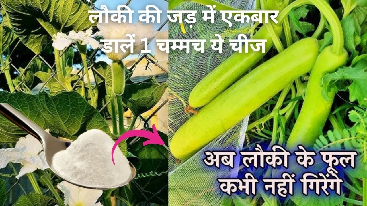 Gardening tips: लौकी की जड़ में एकबार डालें 1 चम्मच ये चमत्कारी चीज, अनगिनत फूल और फल से लद जाएगी बेल, जाने नाम
