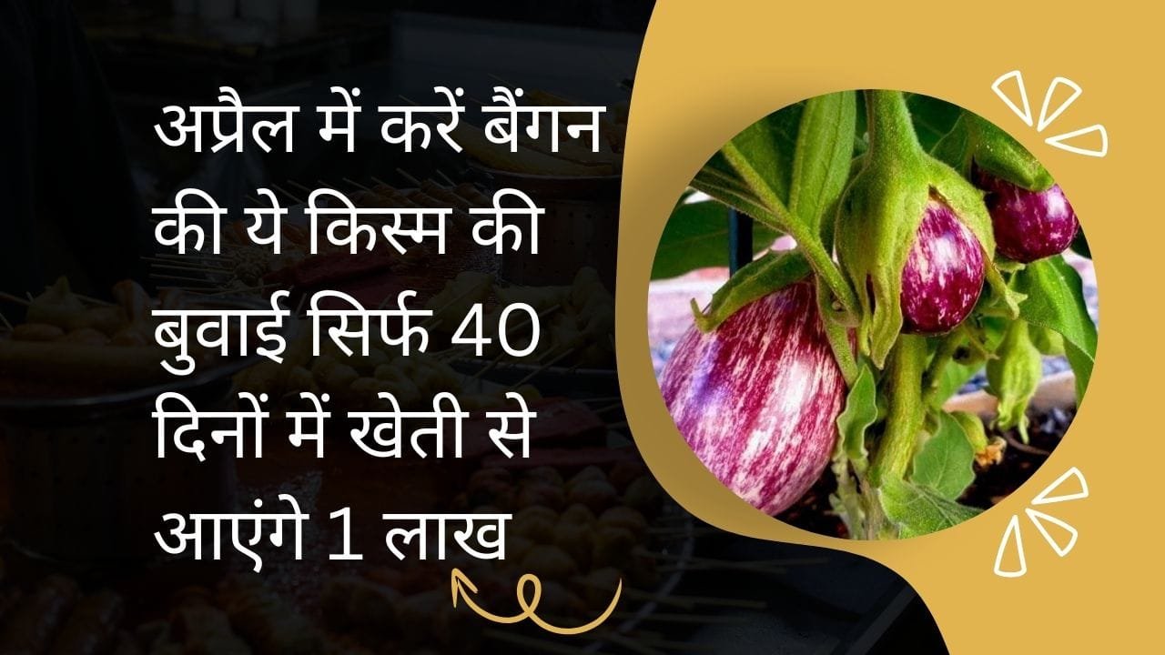 अप्रैल के महीने में करें बैंगन की ये किस्म की बुवाई, सिर्फ 40 दिनों में खेती से आएंगे 1 लाख रूपए रोजाना मिलेगी बंपर पैदावार, जाने नाम