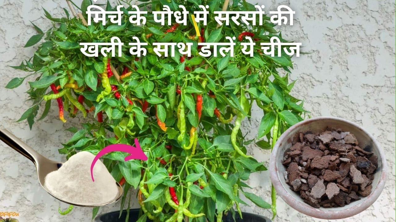 Gardening tips: मिर्च के पौधे में सरसों की खली के साथ 1 चम्मच डालें किचन में रखी ये चीज, पौधे में पत्ती से ज्यादा नजर आएगी मिर्च, जाने नाम