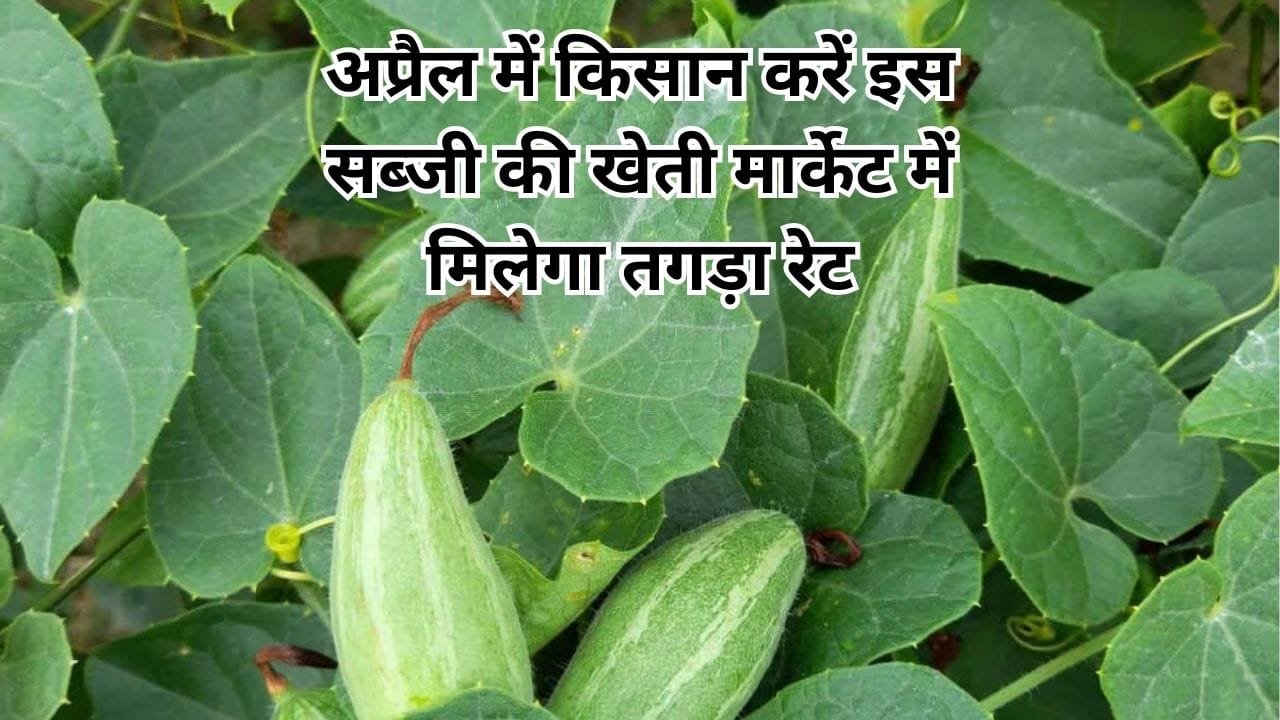 अप्रैल में किसान करें इस सब्जी की खेती, मार्केट में मिलेगा तगड़ा रेट खेती से एक एकड़ में आएंगे लाखों रूपए, जाने नाम