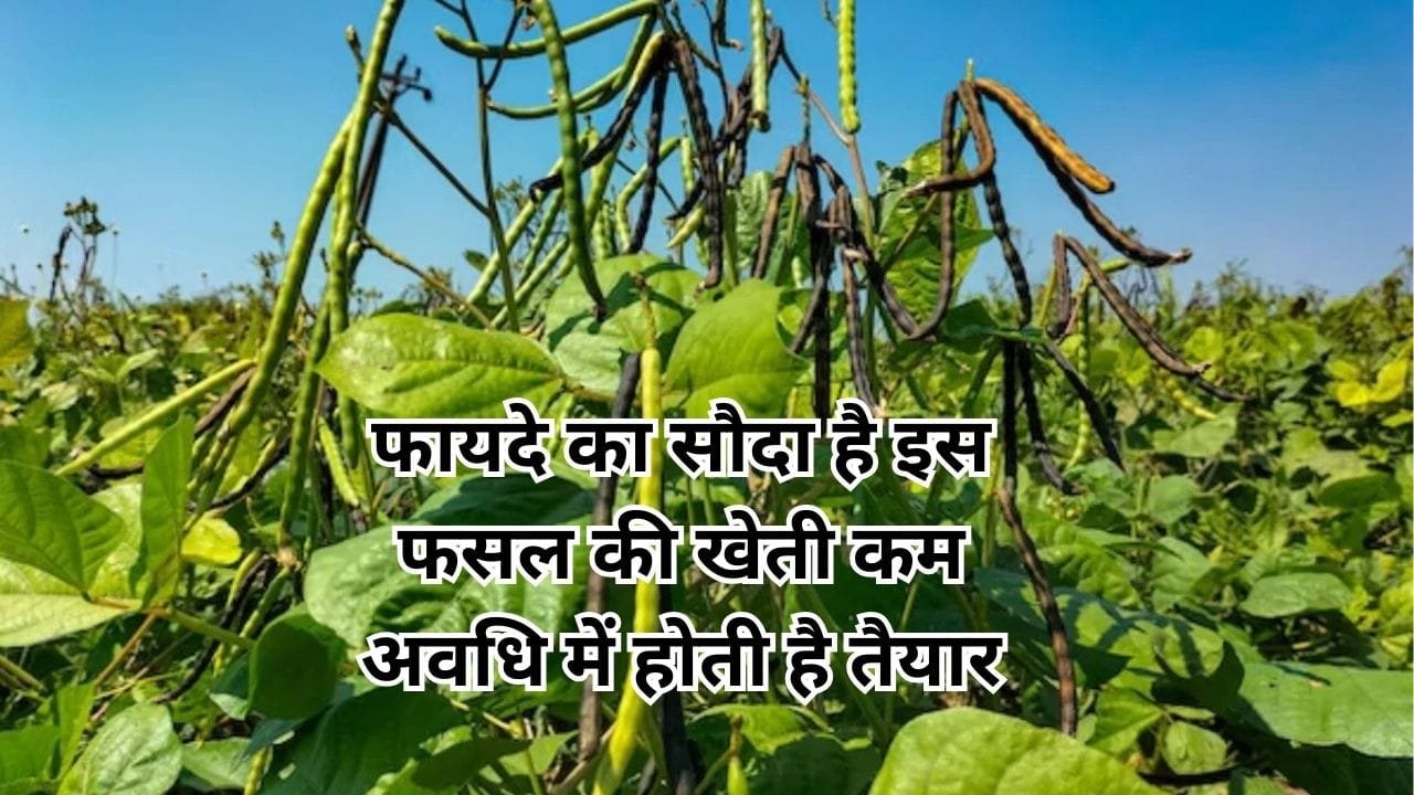 फायदे का सौदा है इस फसल की खेती, कम अवधि में होती है तैयार 1 एकड़ में देगी बंपर पैदावार और छप्परफाड़ मुनाफा, जाने बसंत ऋतू में बुवाई का तरीका