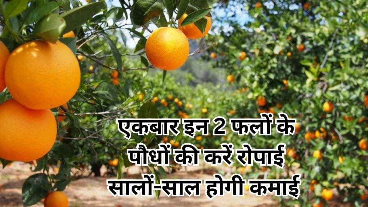 एकबार इन 2 फलों के पौधों की करें रोपाई, सालों-साल होगी तगड़ी कमाई खेती से मालमाल होंगे किसान मार्केट में है खूब डिमाडं, जाने नाम