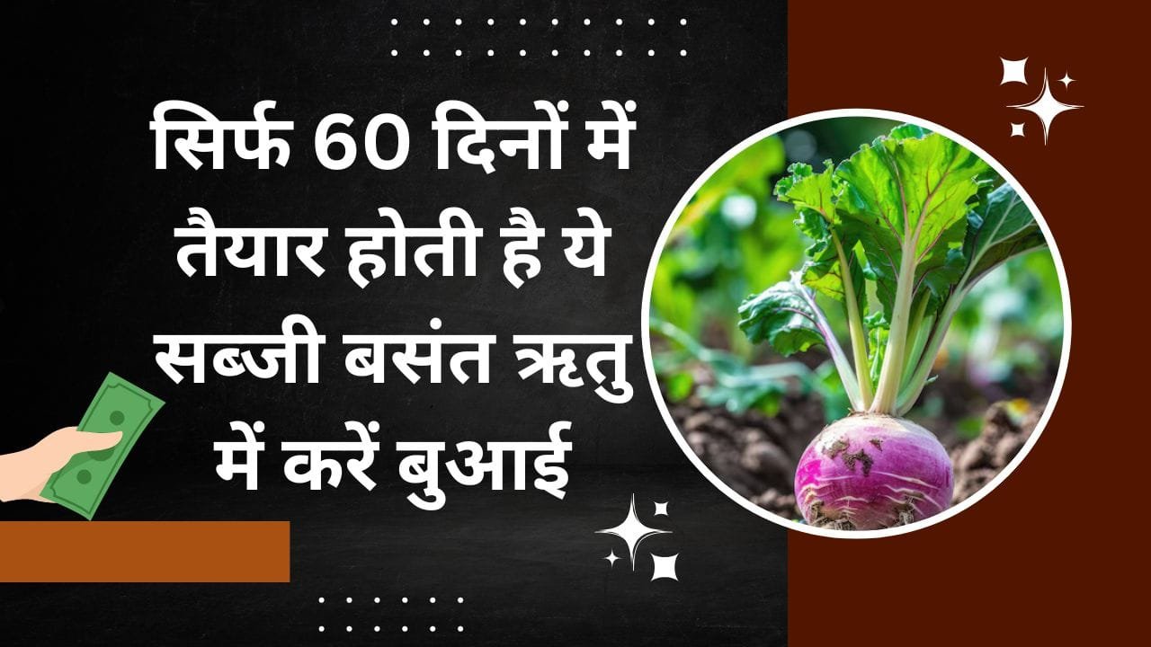 सिर्फ 60 दिनों में तैयार होती है ये सब्जी, बसंत ऋतु में करें बुआई एक एकड़ में खेती से आएंगे लाखों रूपए, जाने नाम