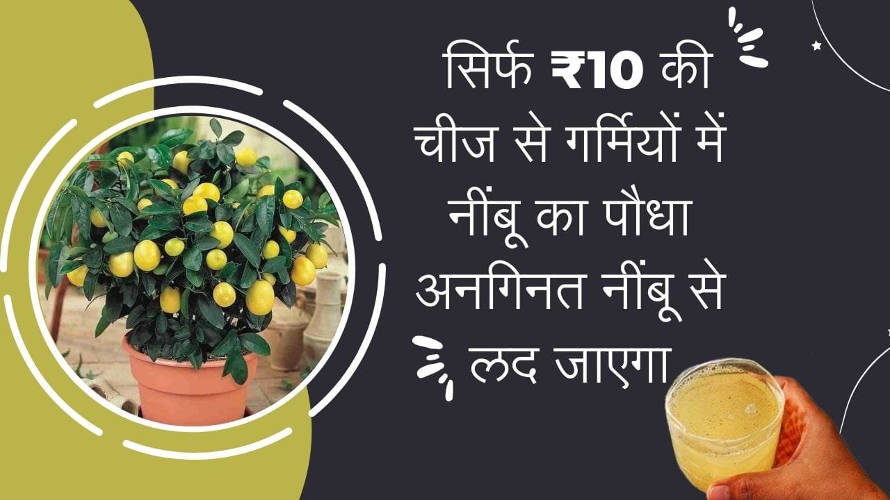 Gardening Tips: सिर्फ 10 रूपए की ये चीज नींबू के पौधे में फूंक देगी जान, गर्मियों में छोटा सा पौधा अनगिनत नींबू से लद जाएगा, जाने नाम