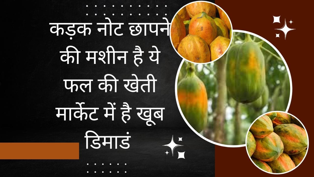 कड़क नोट छापने की मशीन है ये फल की खेती, मार्केट में है खूब डिमाडं खेती से धनवान होंगे किसान, जाने नाम और काम