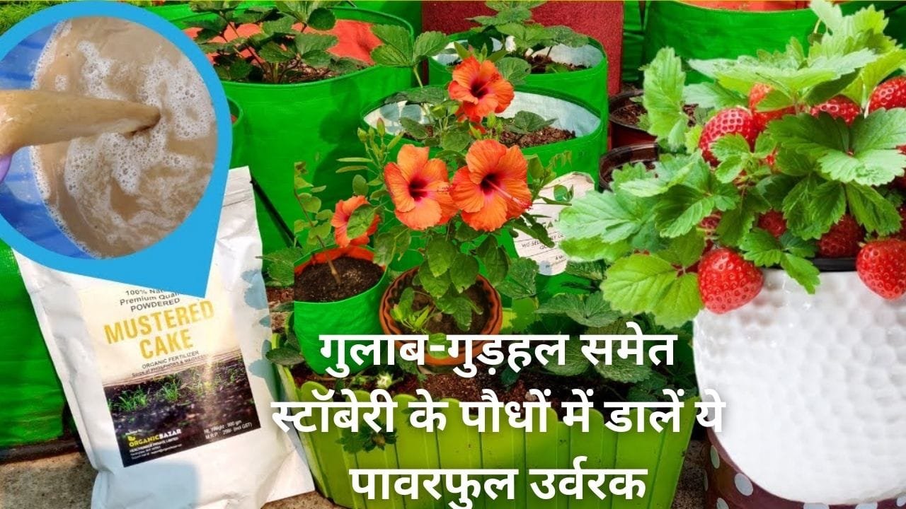 Gardening Tips: अप्रैल में गुलाब-गुड़हल समेत स्टॉबेरी के पौधों में डालें ये पावरफुल उर्वरक, फल फूल दोनों का साइज होगा बड़ा, जाने नाम
