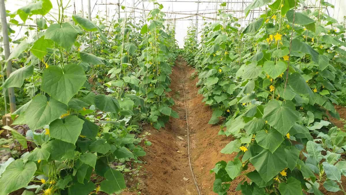 किसान की सफलता की कहानी