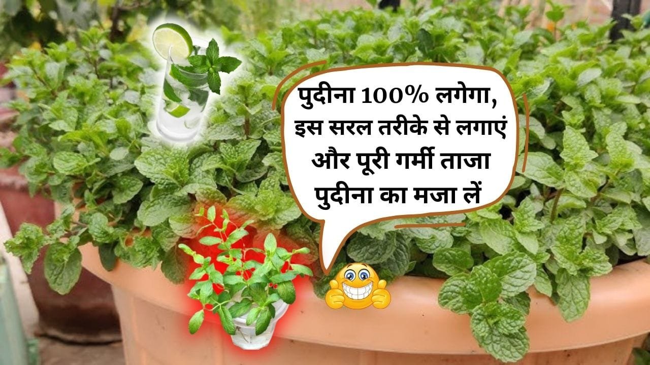 पुदीना की देखभाल