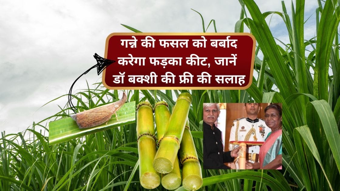 गन्ना की फसल में पाइरीला कीट