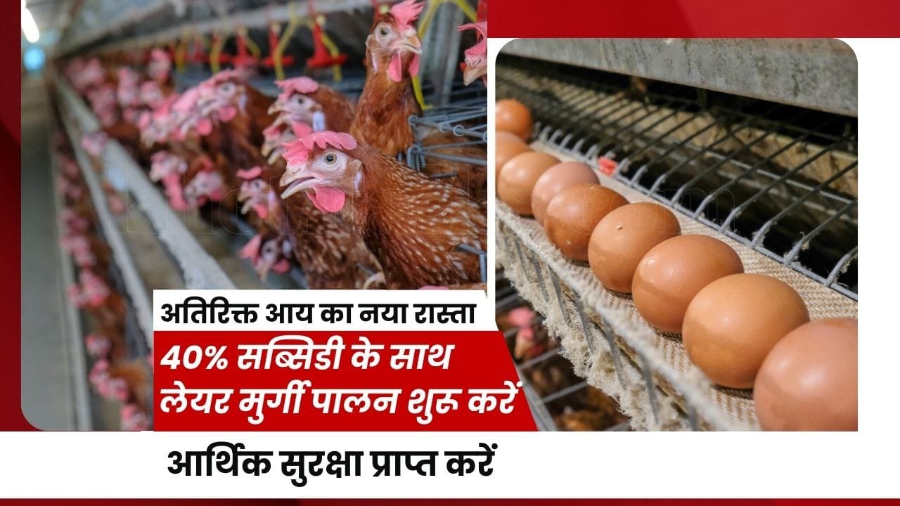 लेयर मुर्गी पालन पर सब्सिडी