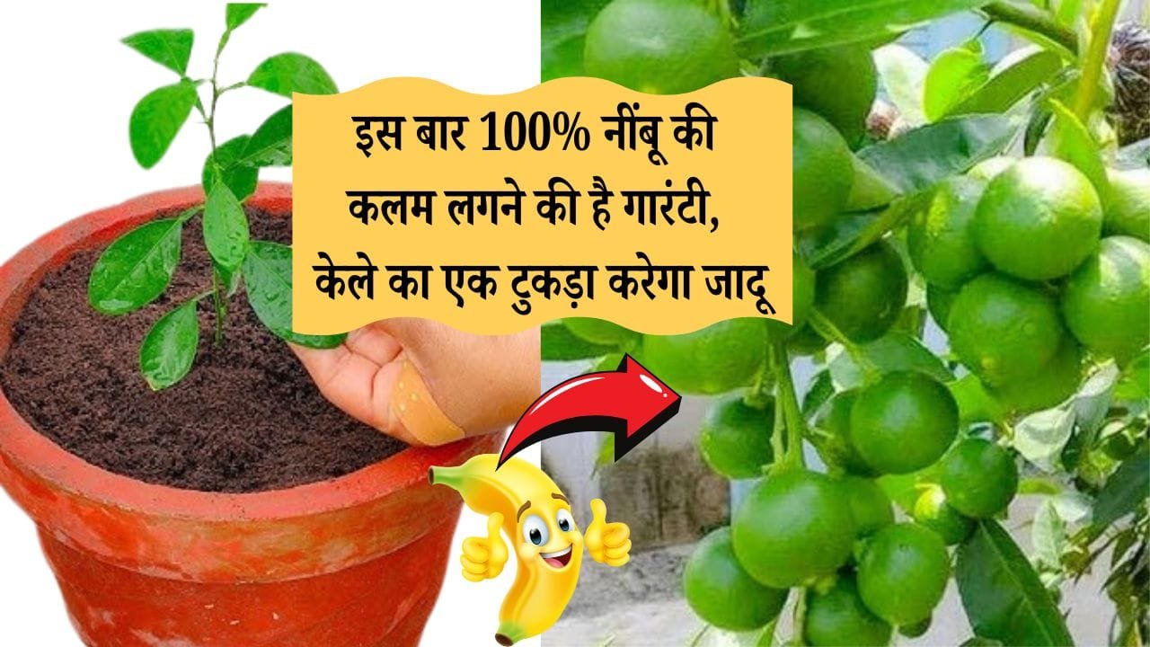 केले से लगाए नींबू की कलम
