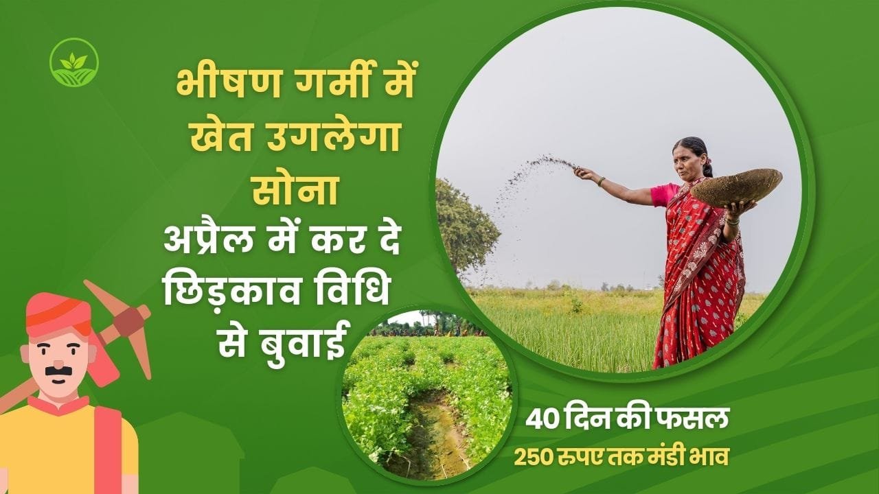 हरा धनिया