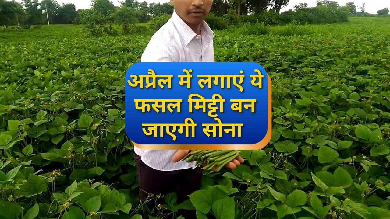 मूंग की खेती