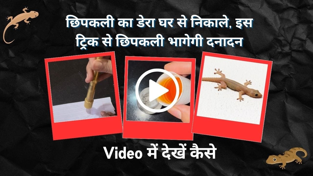 छिपकली भगाने का उपाय