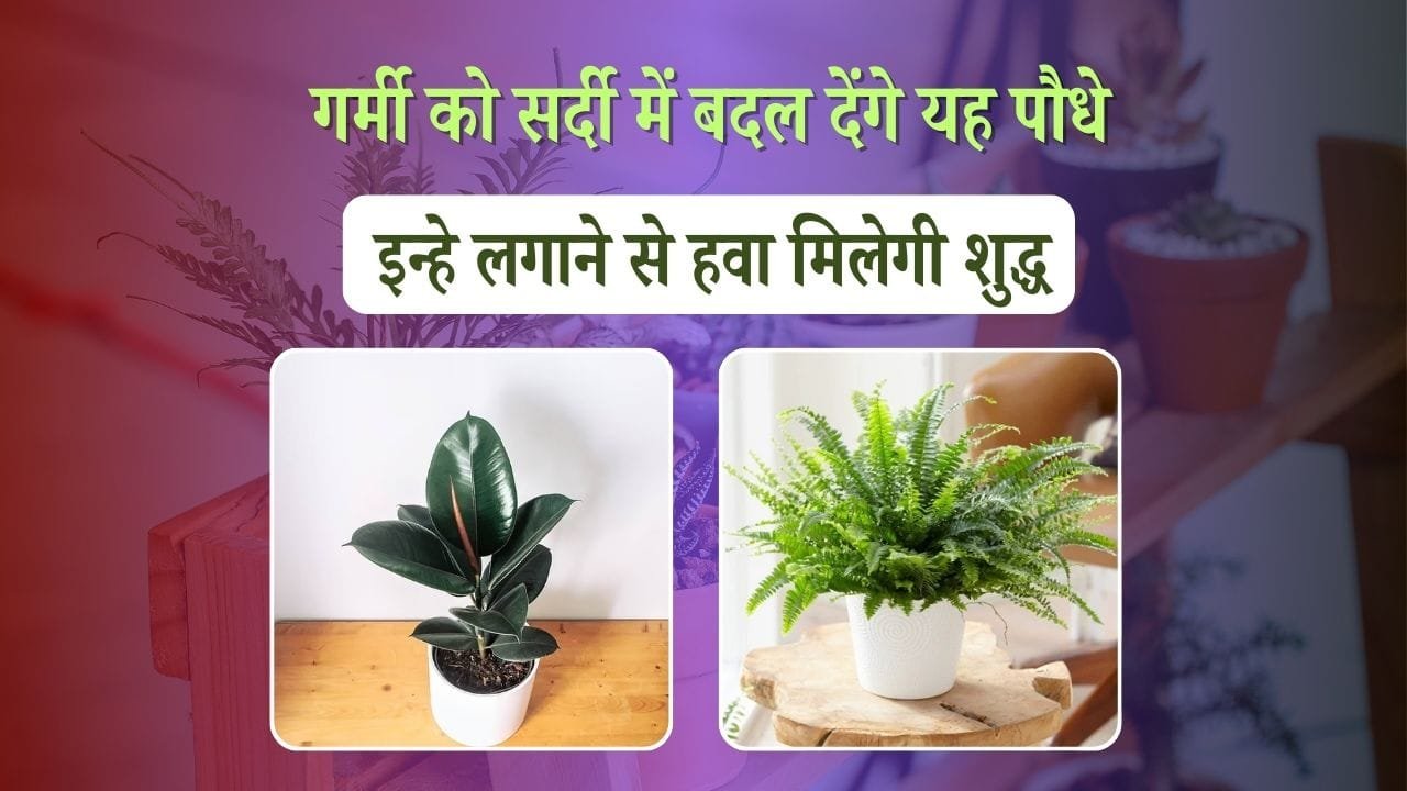 इन पौधों से गर्मी में होगी कमी