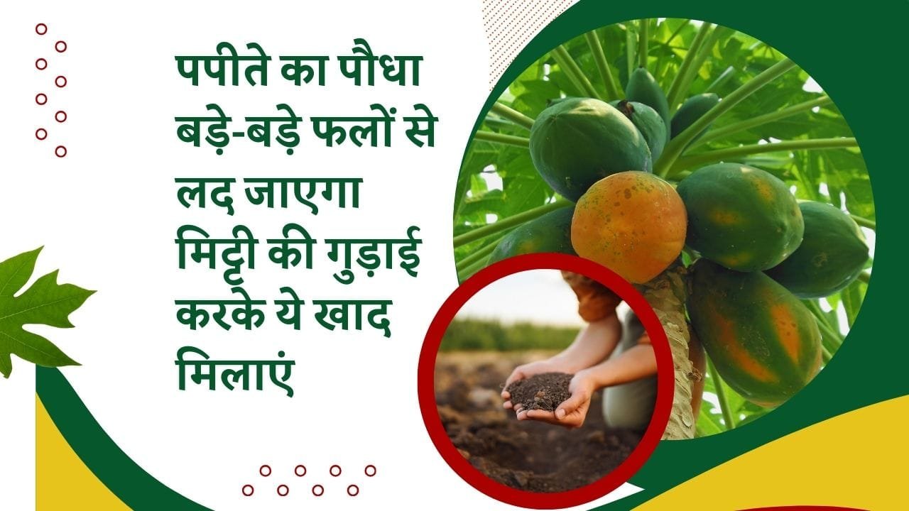 पपीते के लिए खाद