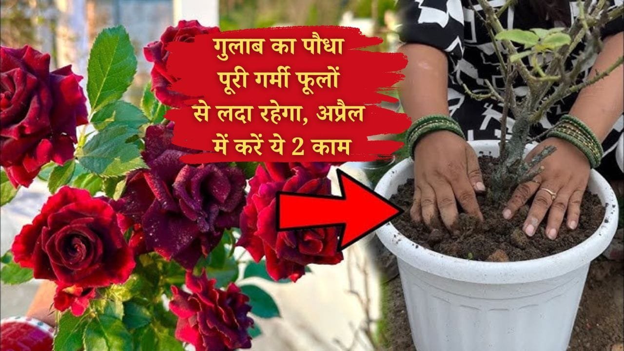 गर्मी में पौधे मुरझाने से कैसे बचाएं