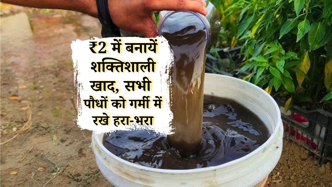 गोबर के कंडा से बनी खाद