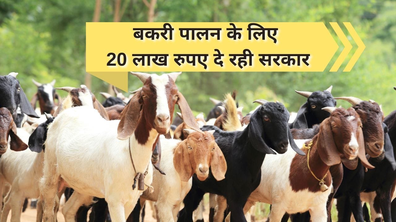 नेशनल लाइव स्टॉक मिशन