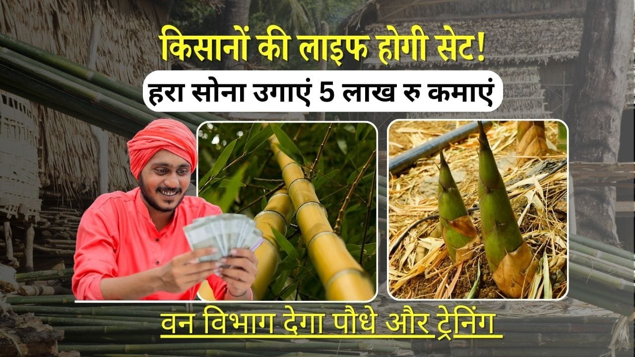 बांस की खेती