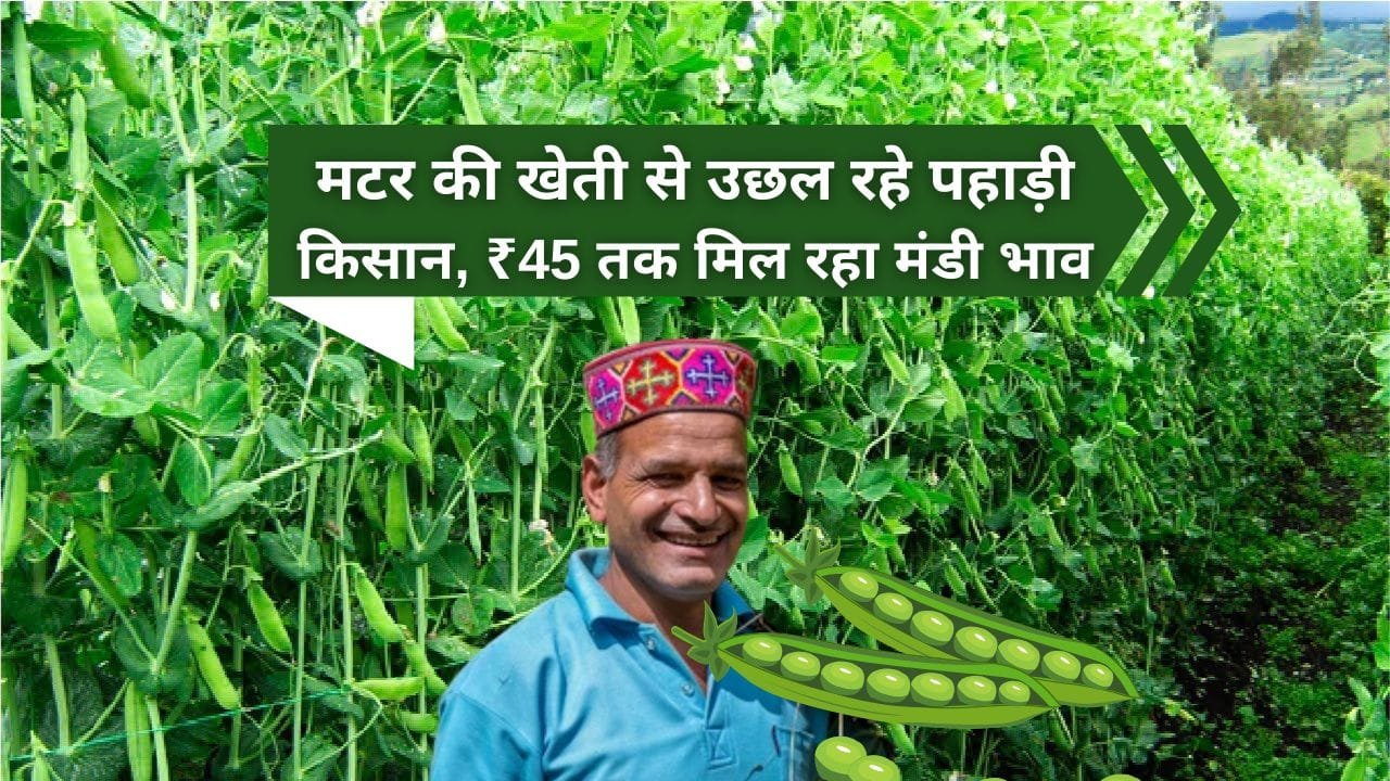 हिमाचल प्रदेश में मटर