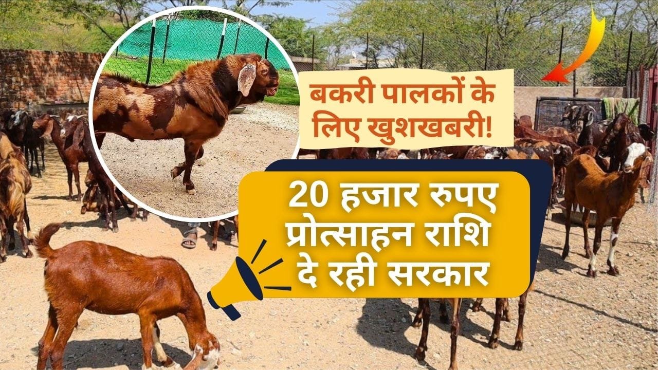 सिरोही बकरी