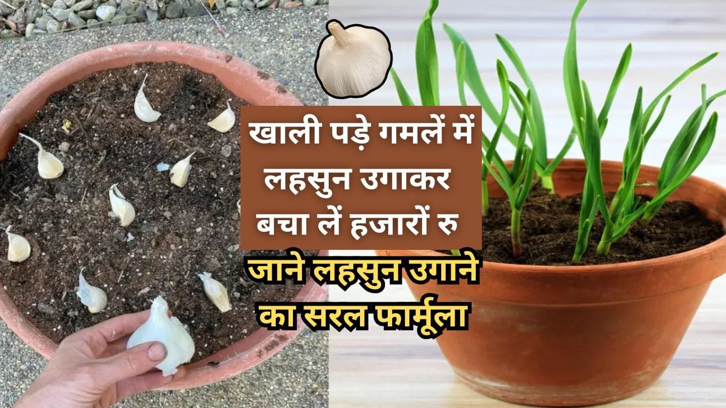 गमले में लहसुन कैसे उगाए