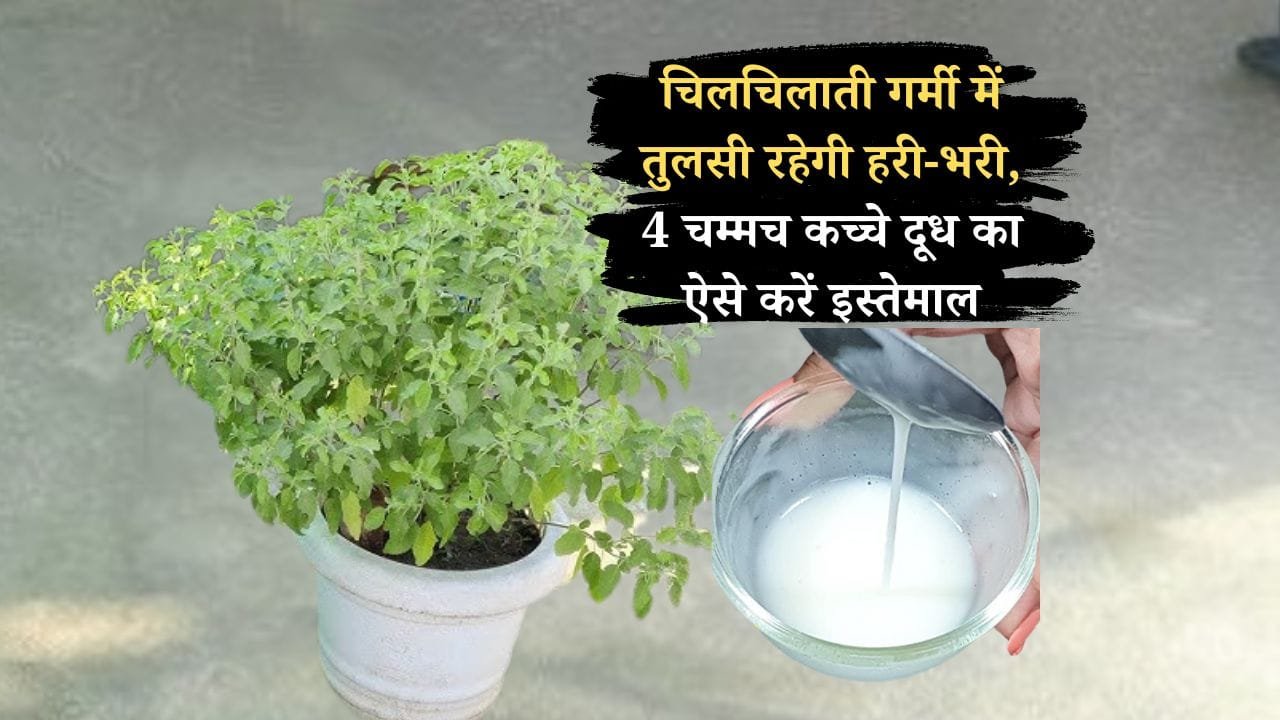 गर्मी में तुलसी की देखभाल