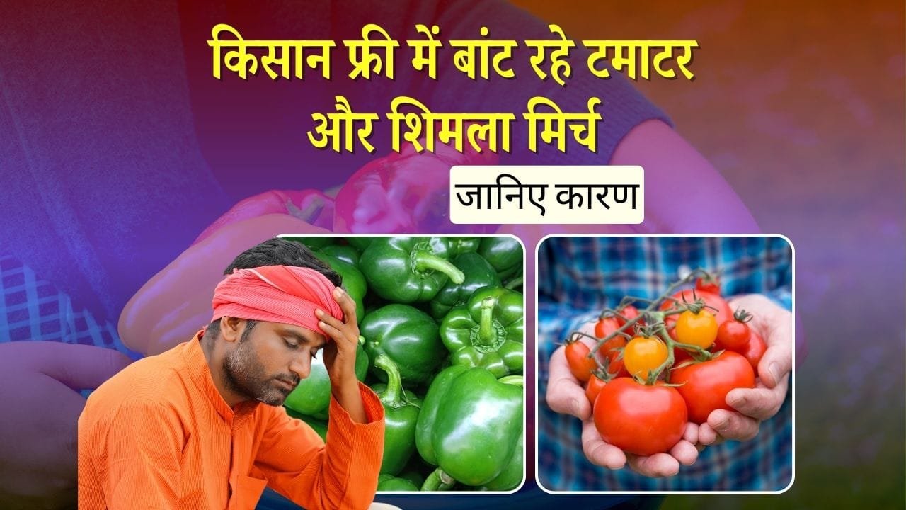 जबलपुर में टमाटर और शिमला मिर्च की खेती