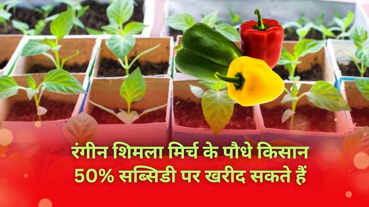 शिमला मिर्च के पौधों पर 50% अनुदान