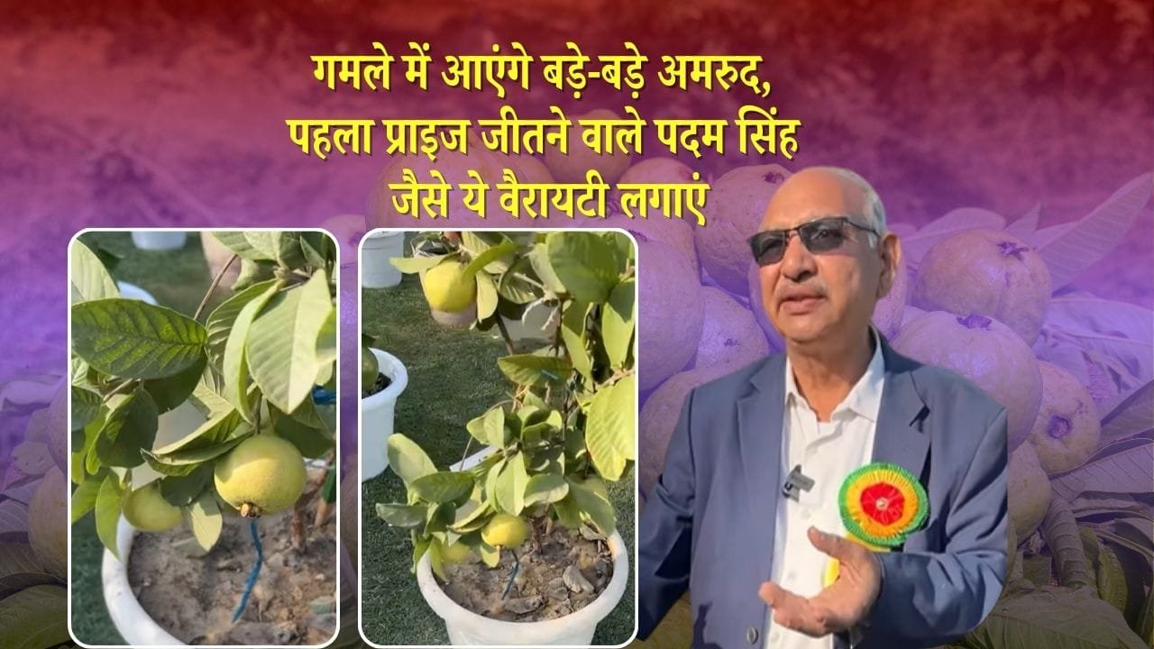 गमले में आएंगे बड़े-बड़े अमरूद