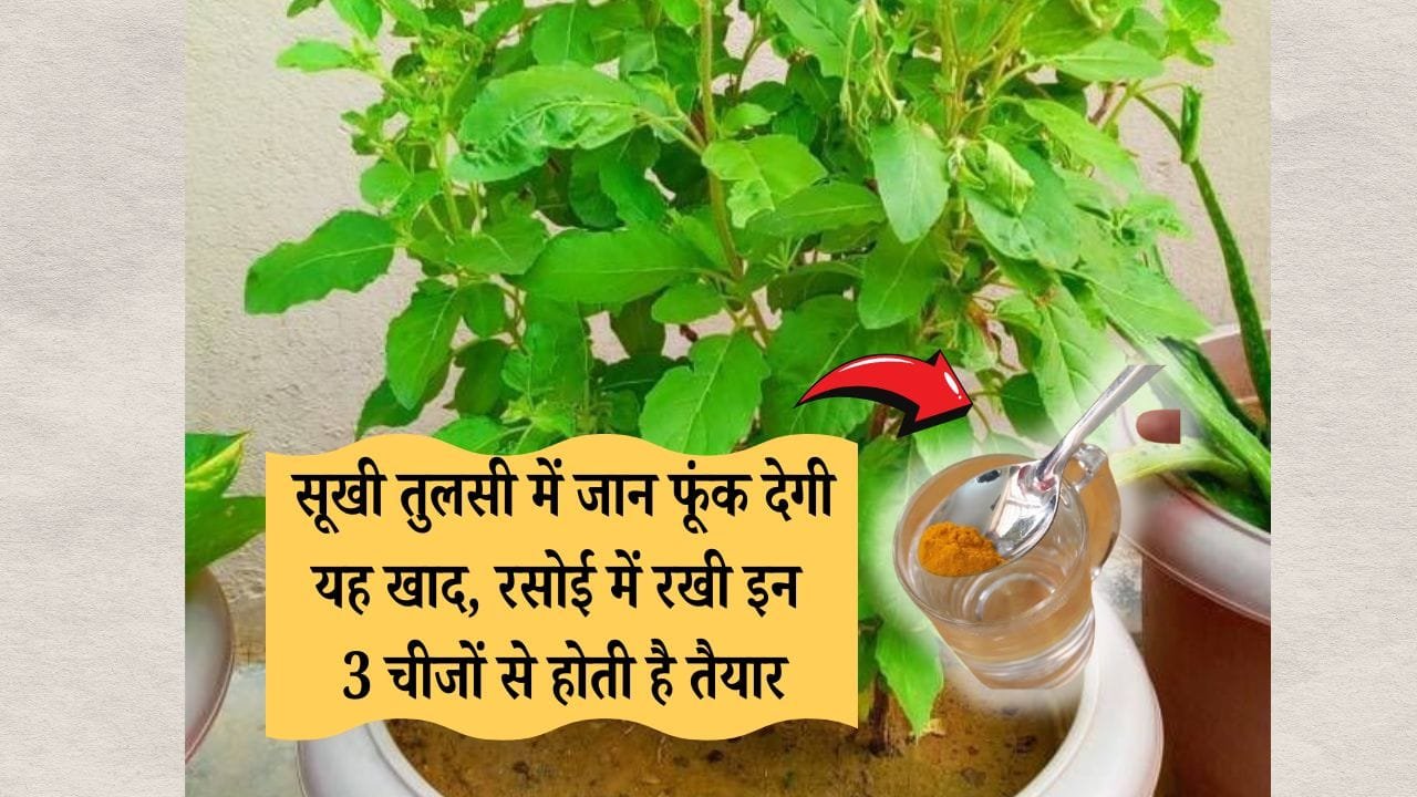 तुलसी की देखभाल