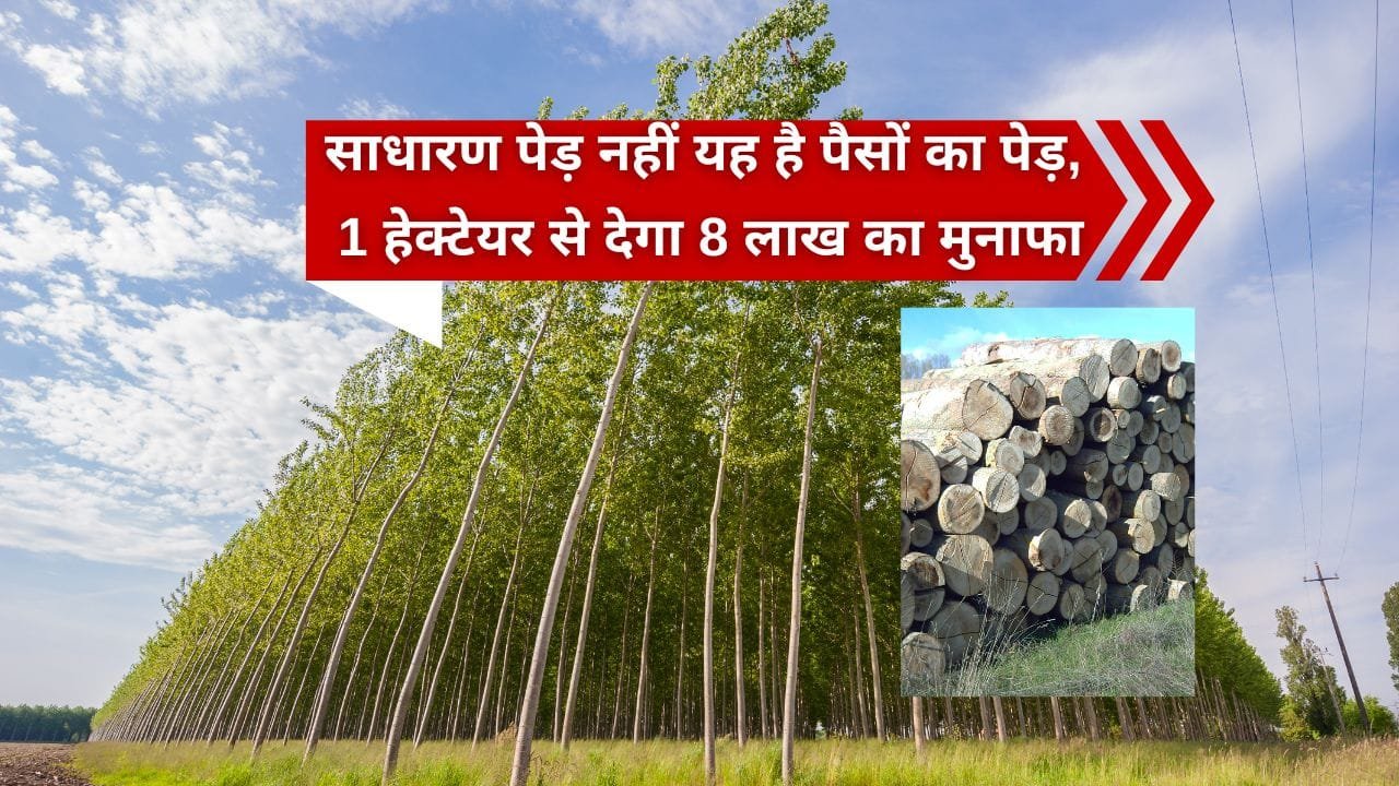 पॉपुलर पेड़ की खेती