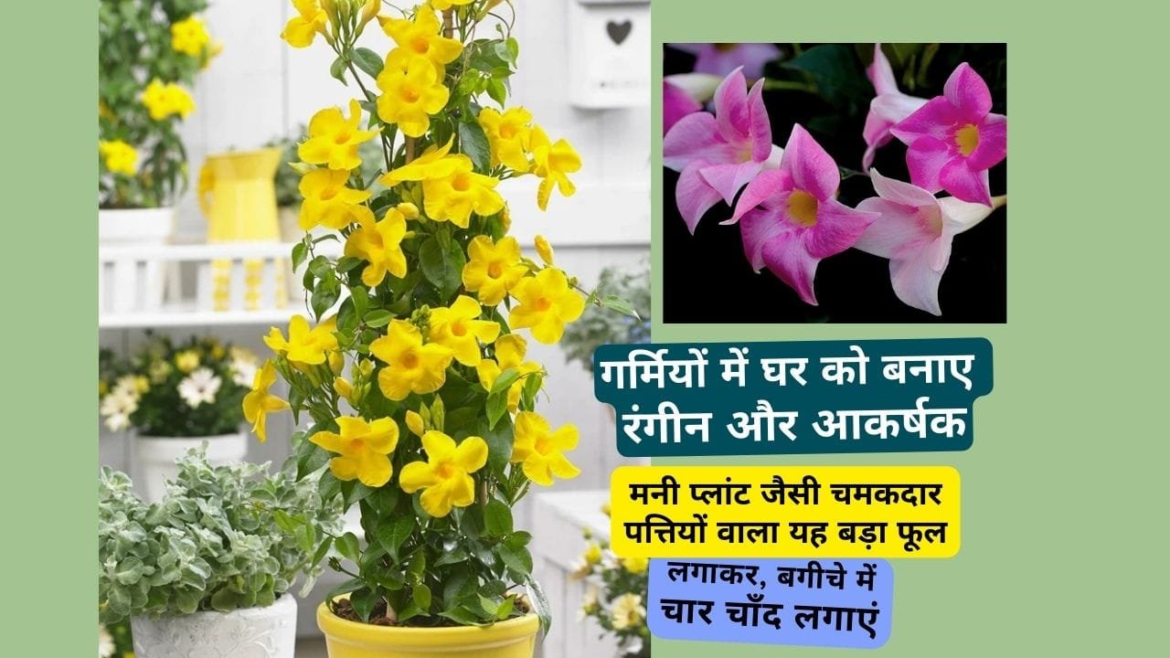 मंडेविला फूल