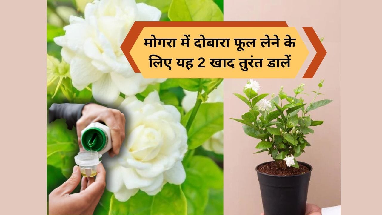 मोगरा के लिए 2 खाद