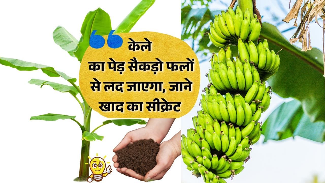 केले के पेड़ के लिए खाद