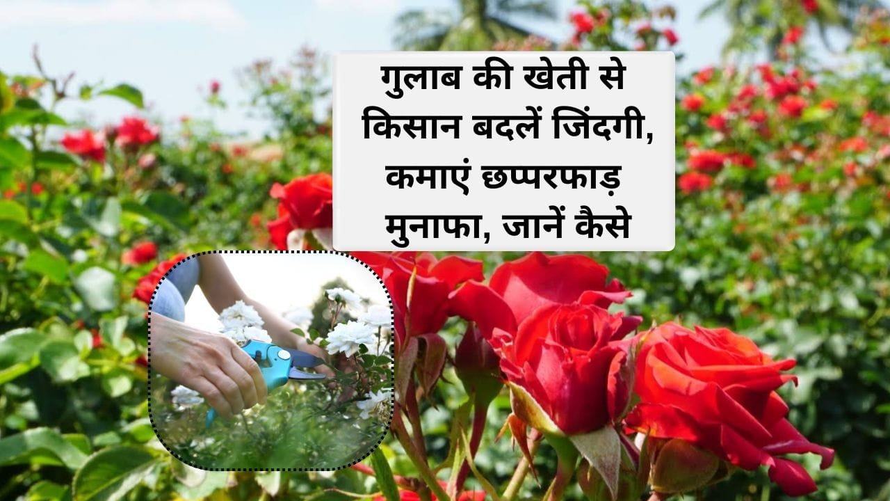 गुलाब किस महीने में लगाया जाता है?