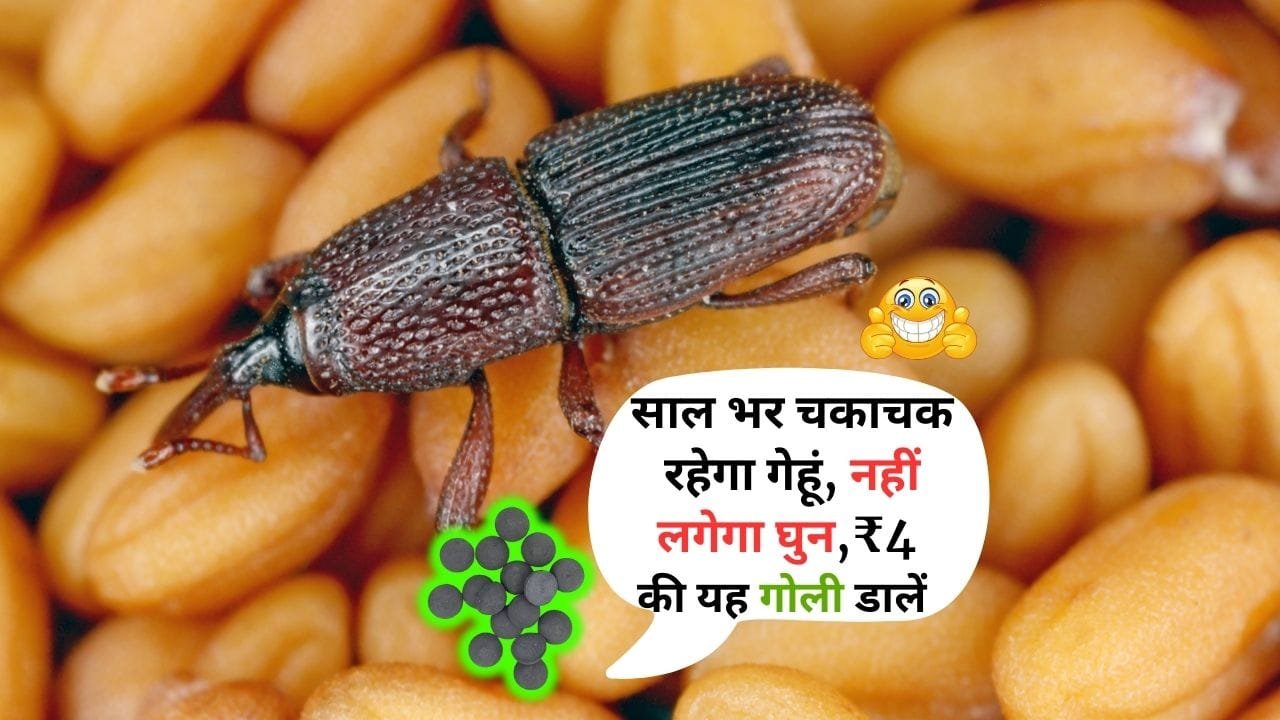 गेहूं में घुन लगने से बचाने के लिए गोली