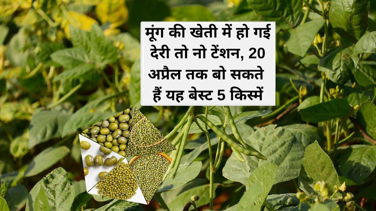 पीडीएम 139 सम्राट किस्म की मूंग