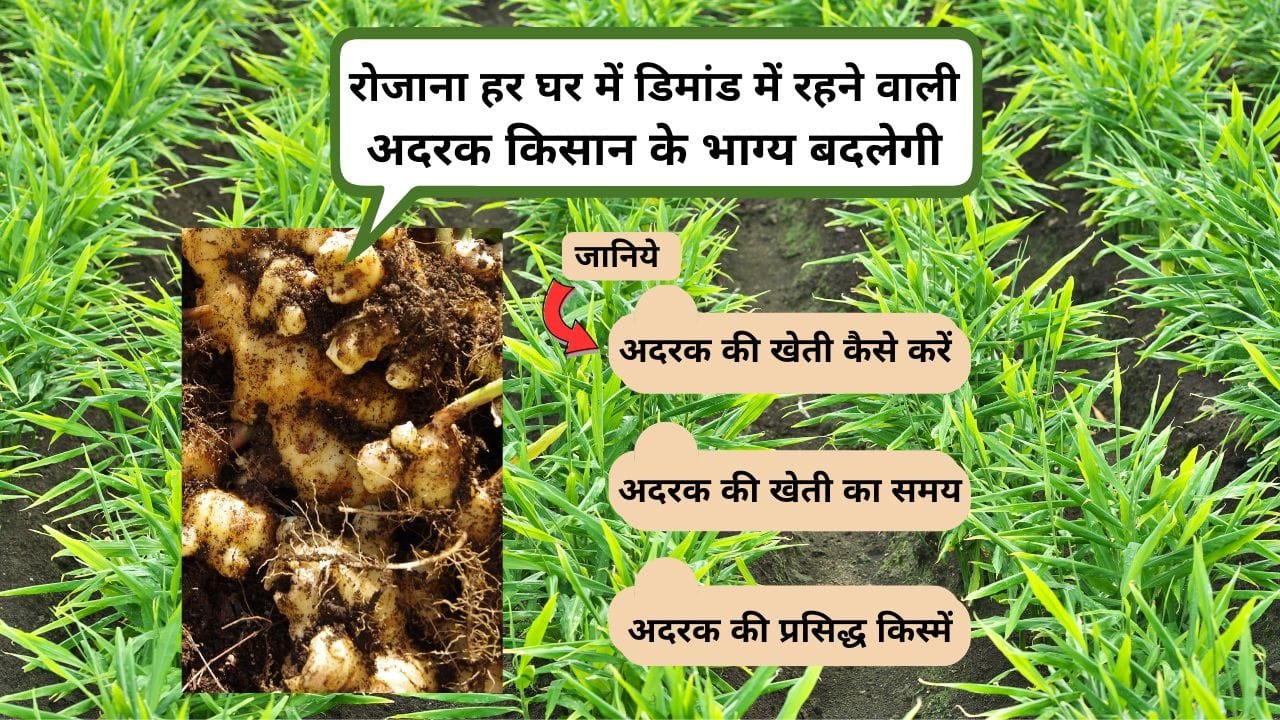 अदरक की खेती कैसे करें