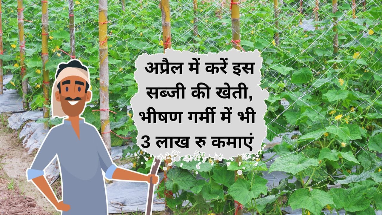 अप्रैल के आखिरी सप्ताह में सब्जी की खेती