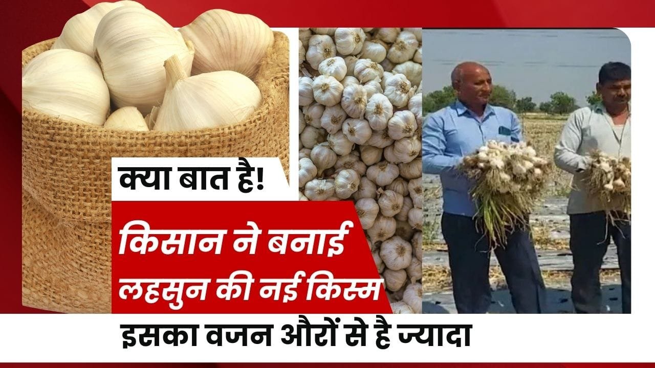 लहसुन की नई किस्म